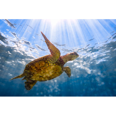Graceful Honu - Photographie sur toile tendue