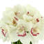 Orchidée Lehn dans un vase en verre-1900645593