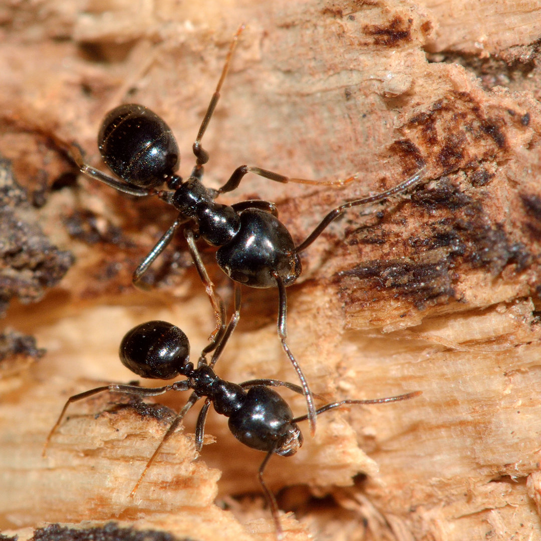 Jet Black Ants von IanRedding - Kunstdrucke auf Leinwand