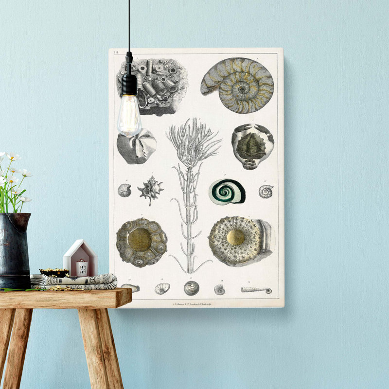 Collection Of Fossils III by Oliver Goldsmith - Wrapped Canvas Painting, 50cm H x 35cm W x 3cm D