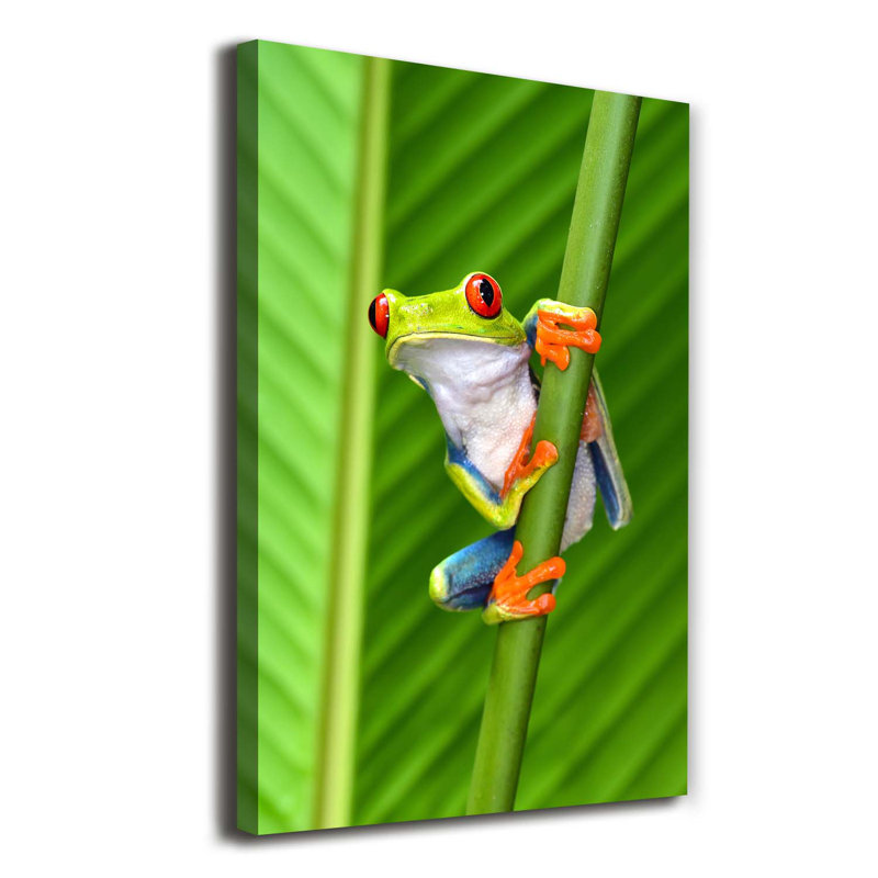 Tree Frog - Wrapped Canvas Print