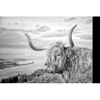Highland Cows IV - Photograph