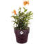Plant Pot Nude 18 x 17cm 2.9 L-95461390-95461393