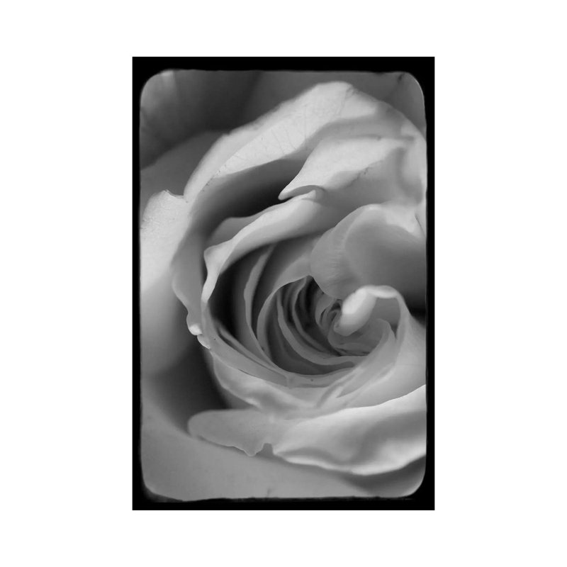 Rose Spiral I by Judy Stalus - Gallery-Wrapped Canvas Giclée on Canvas, Canvas, 66.04 cm H x 45.72 cm W x 1.91 cm D
