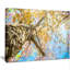 Under Branch of Yellow Cherry Tree - reproduction de photo sur toile tendue-1834176608