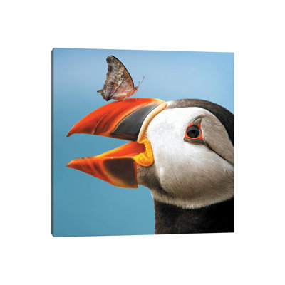 Atlantic Puffin Butterfly by Zenja Gammer - Print on Canvas