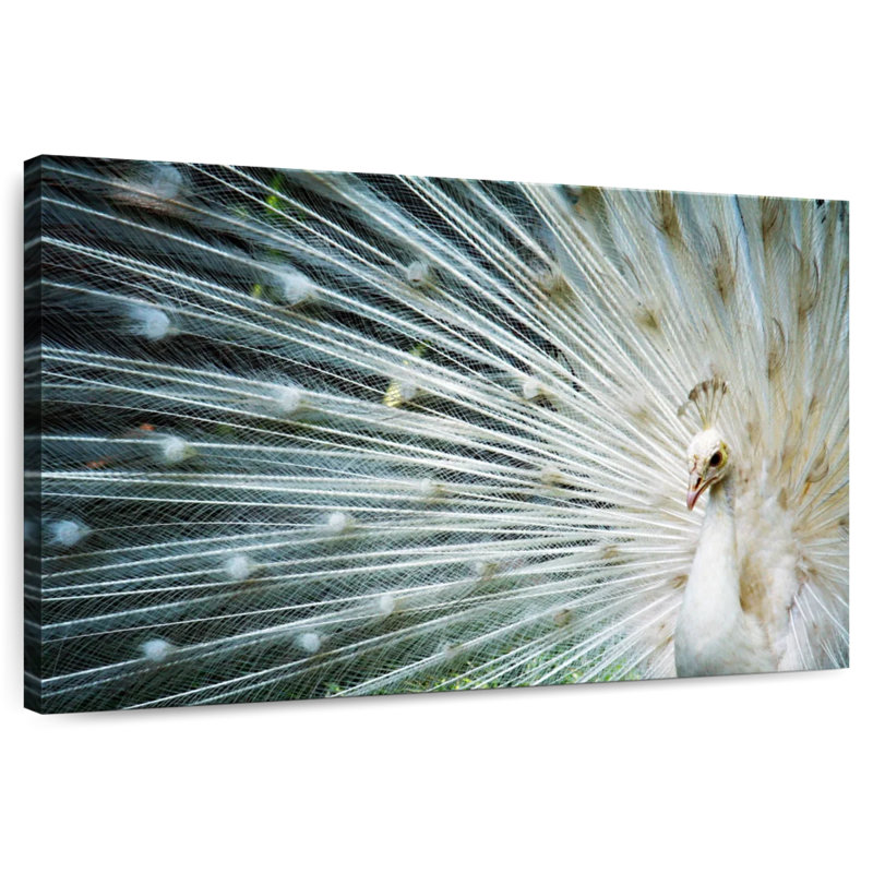Icy White Peacock, 8" H x 12" W