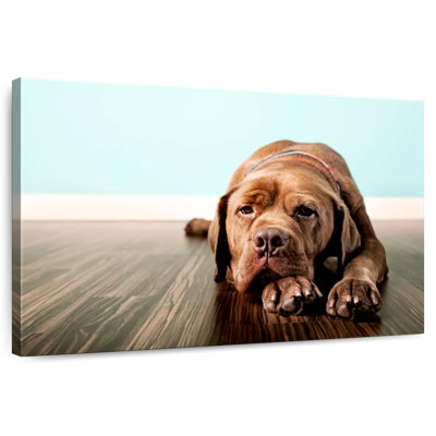 Brampt Bored French Mastiff Dog