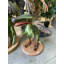 Statue de petit dinosaure petit rapace vert