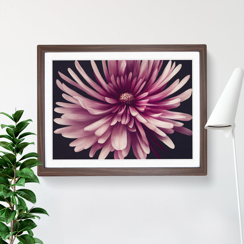 Irresistible Chrysanthemum Flower - Framed Print, 46cm H x 64cm W x 2cm D, Walnut