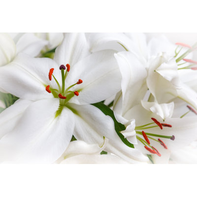 White Lilies by John-Kelly - Wrapped Canvas Print