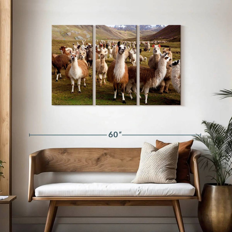Brampt Peruvian Alpacas And Llamas, 28" H x 45" W