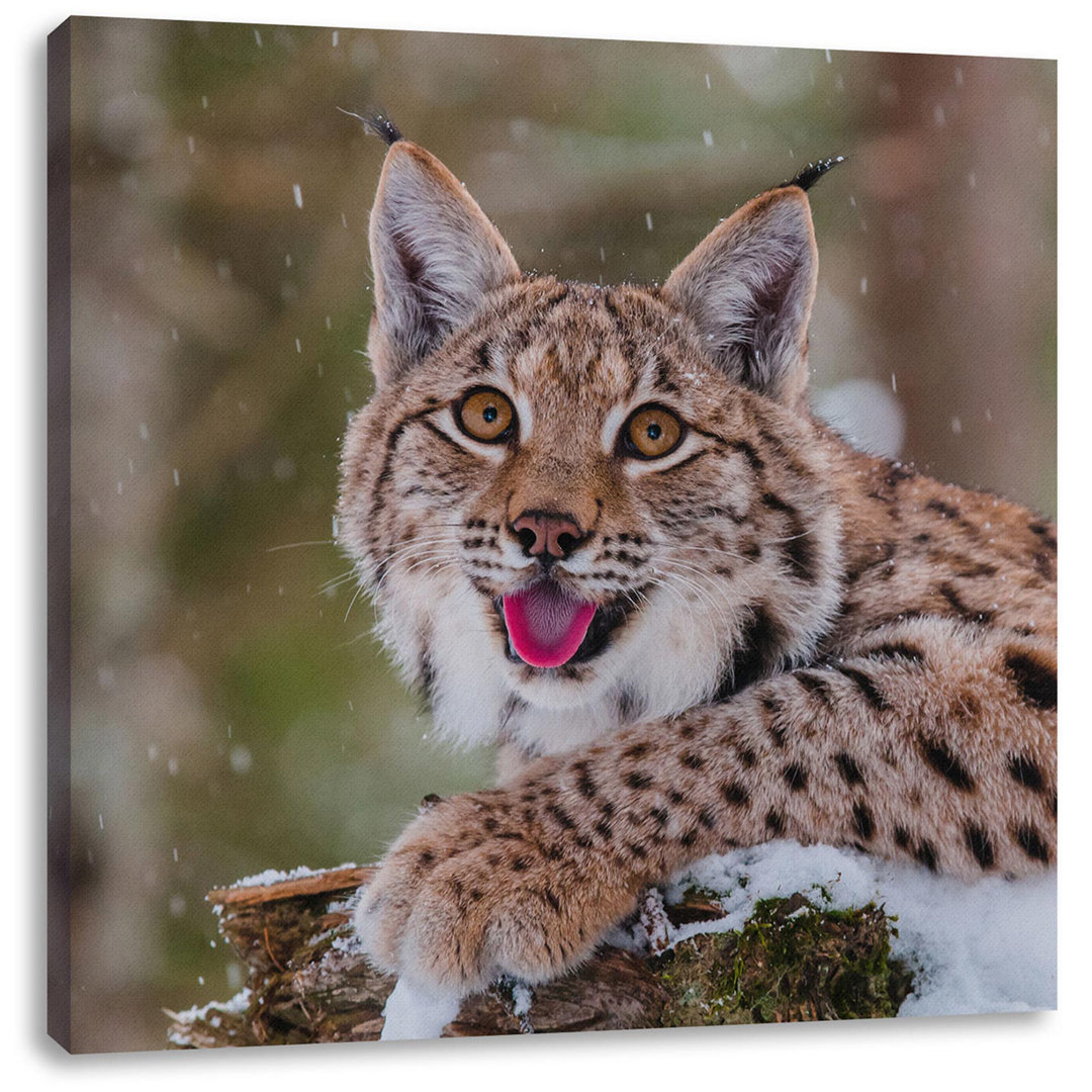 Leinwandbild Luchs auf schneebedecktem Baumstumpf