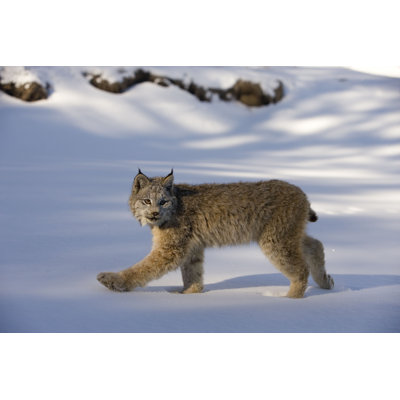 Deamer Canadian Lynx, Lynxa Canadensis - photographie sur toile tendue