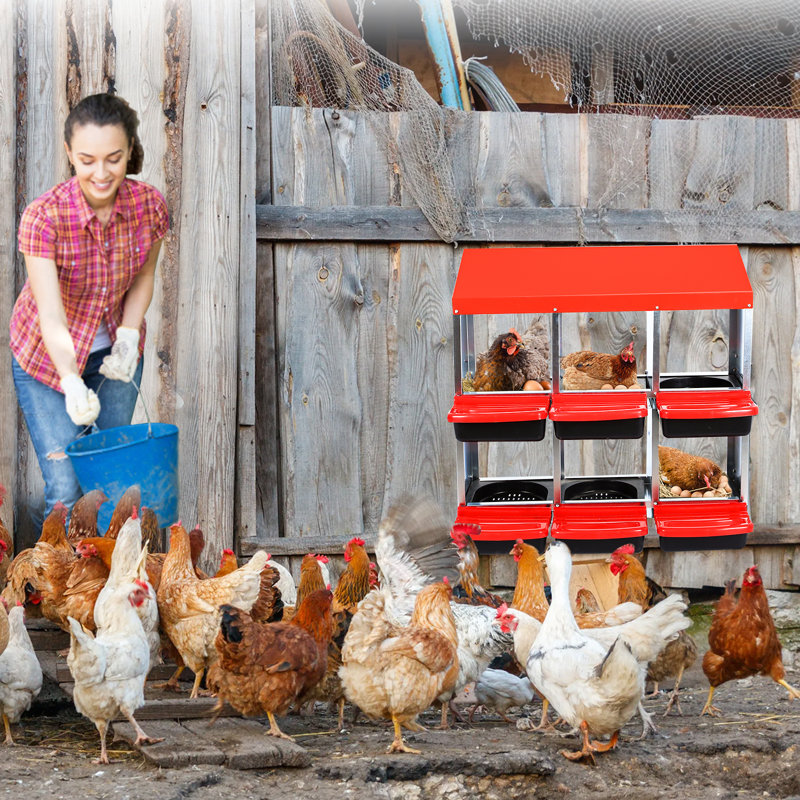 Egg Boxes & Baskets