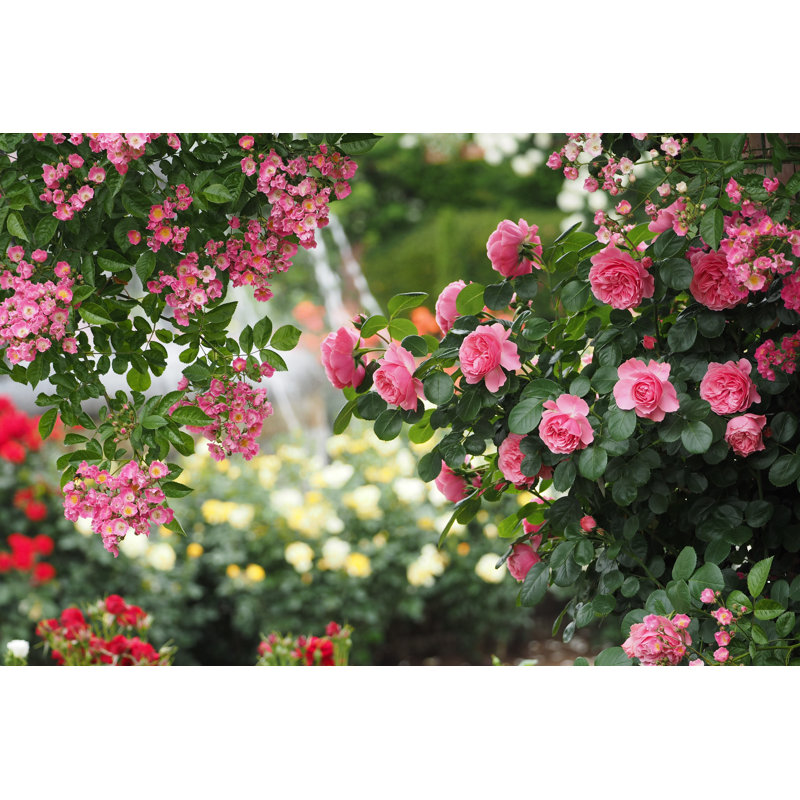 Rose by Cocoole - Wrapped Canvas Print, 51cm H x 76cm W