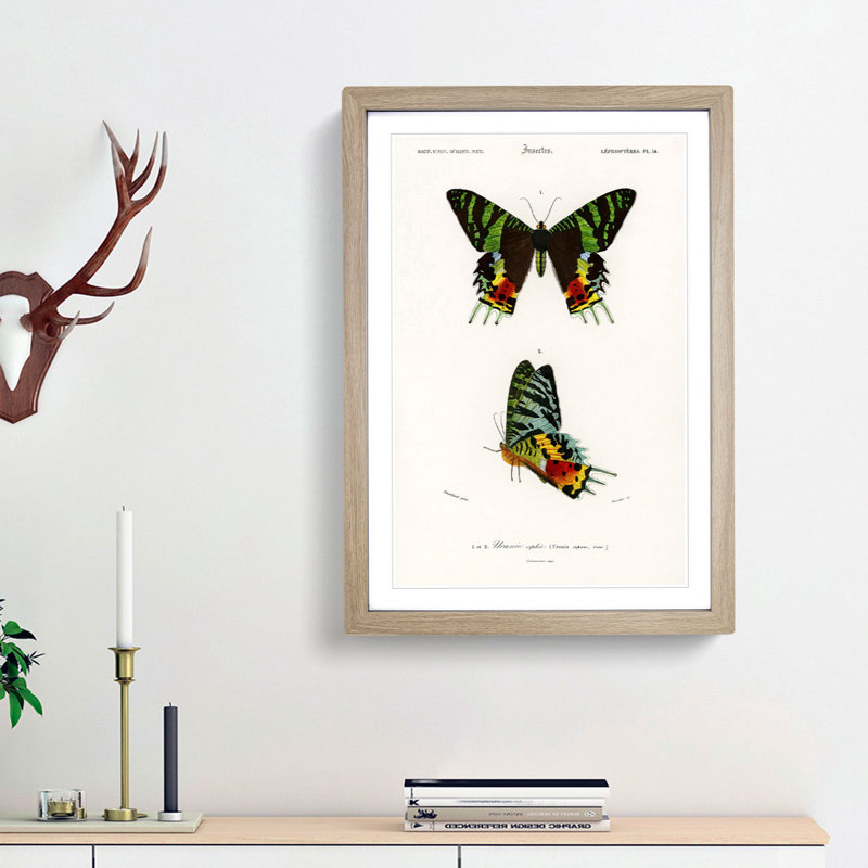 Madagascan Sunset Moth PL. 14 by Charles d' Orbigny - Picture Frame Painting Print, 36cm H x 27cm W x 2cm D, Oak Framed