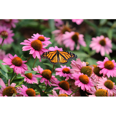 Papillon monarque, Danaus Plexippus, champ de fleurs de cone mauves, Echinacée purpurée - photographie sur toile tendue