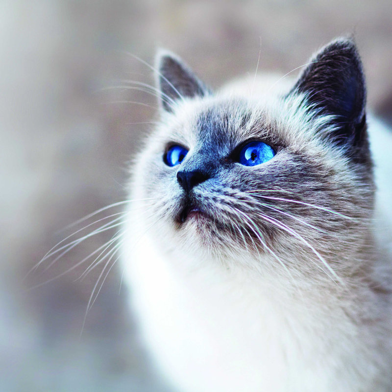 Joli chaton, H 20 po x l 20 po
