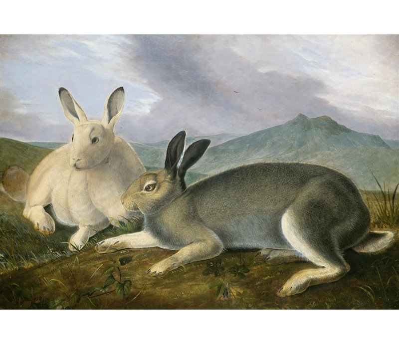 «Arctic Hare» par John James Audubon - Art mural sur toile tendue avec châssis, H 14 po x l 18 po