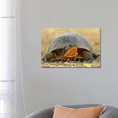 Endangered Blanding Turtle by Brian Wolf - Wrapped Canvas Print