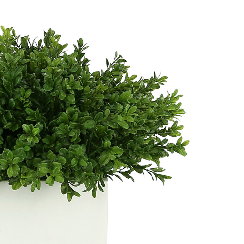 Boxwood Arranged In A Square Pot