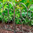 10 ft. Montebello Wrought Iron Garden Edging