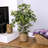 48'' Faux Ficus Tree in Wicker/Rattan Basket