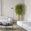 5,5 pi Ficus résistant aux rayons UV (intérieur / extérieur)