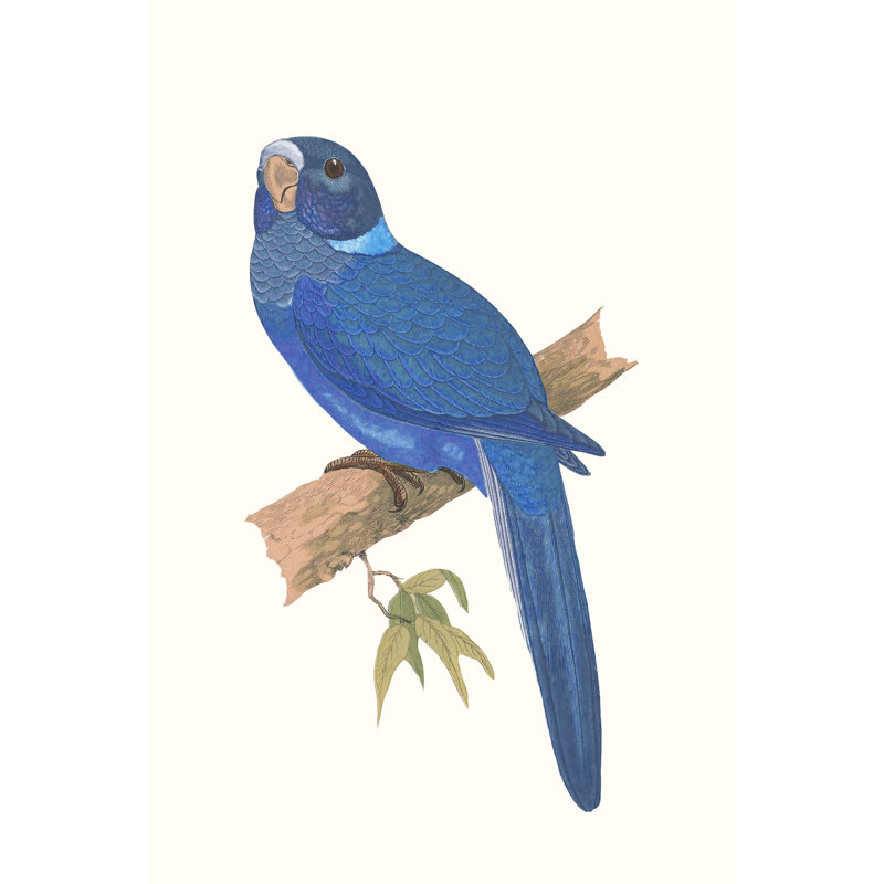 Blue Parrots IV by Ansel Adams - Wrapped Canvas Print, 121cm H x 81cm W