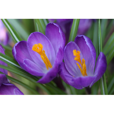 Crocus pair par Thedman