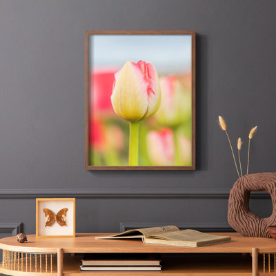 Twotone Tulip Framed Print  Solid Wood