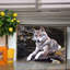 Bloc en bois loup Schorr-997982731