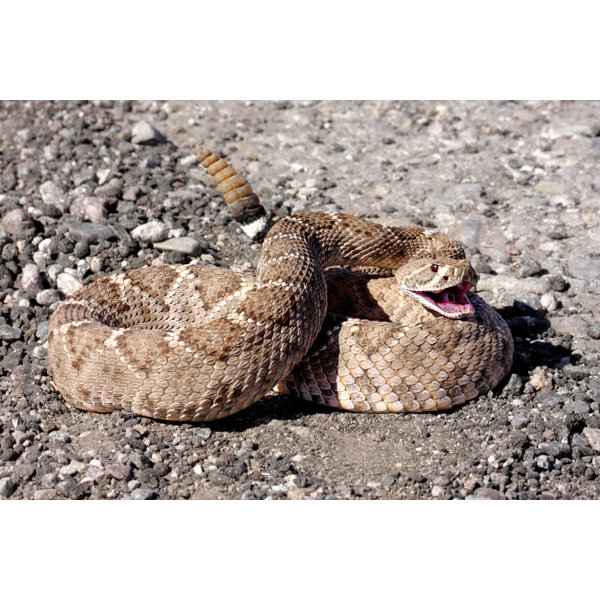 Western Diamondback Rattlesnake (Crotalus Atrox) - Wrapped Canvas Photograph Ebern Designs Size: 12 H x 18 W x 1.25D