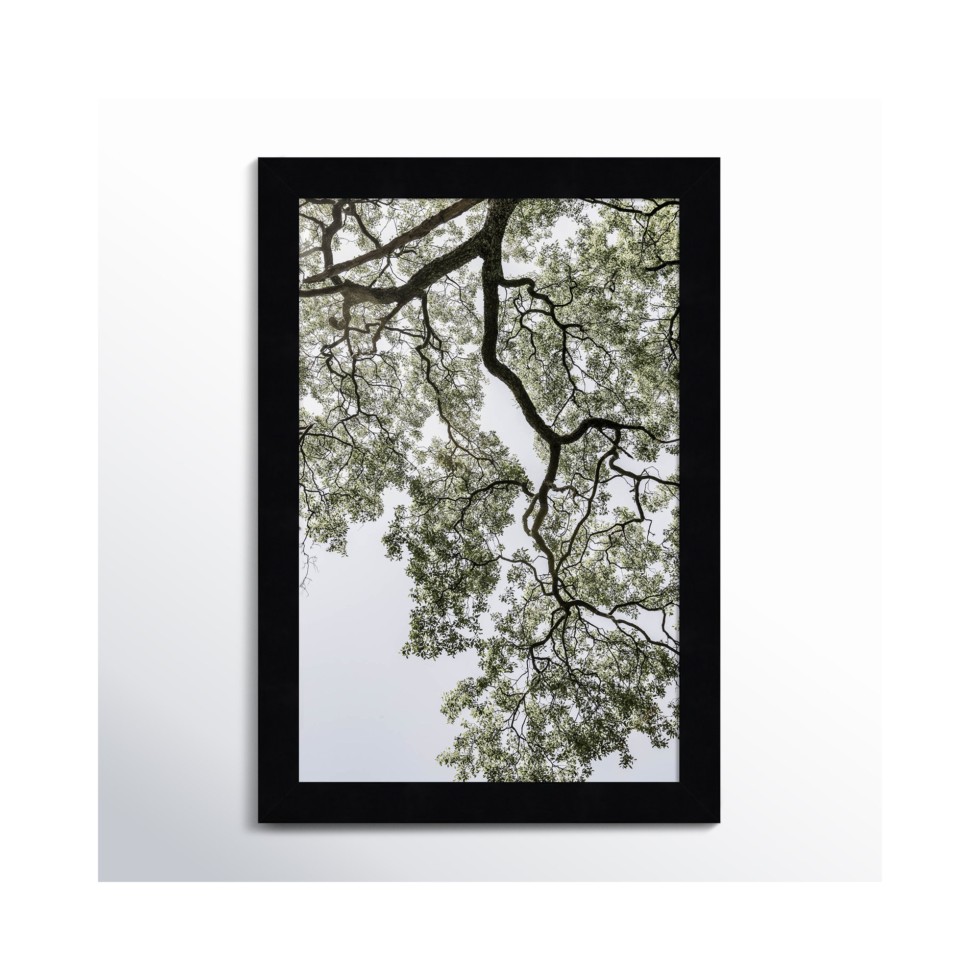 Coastal Forest by Shot by Clint Wood Framed Wall Art Print, Black, 13" H x 9" W