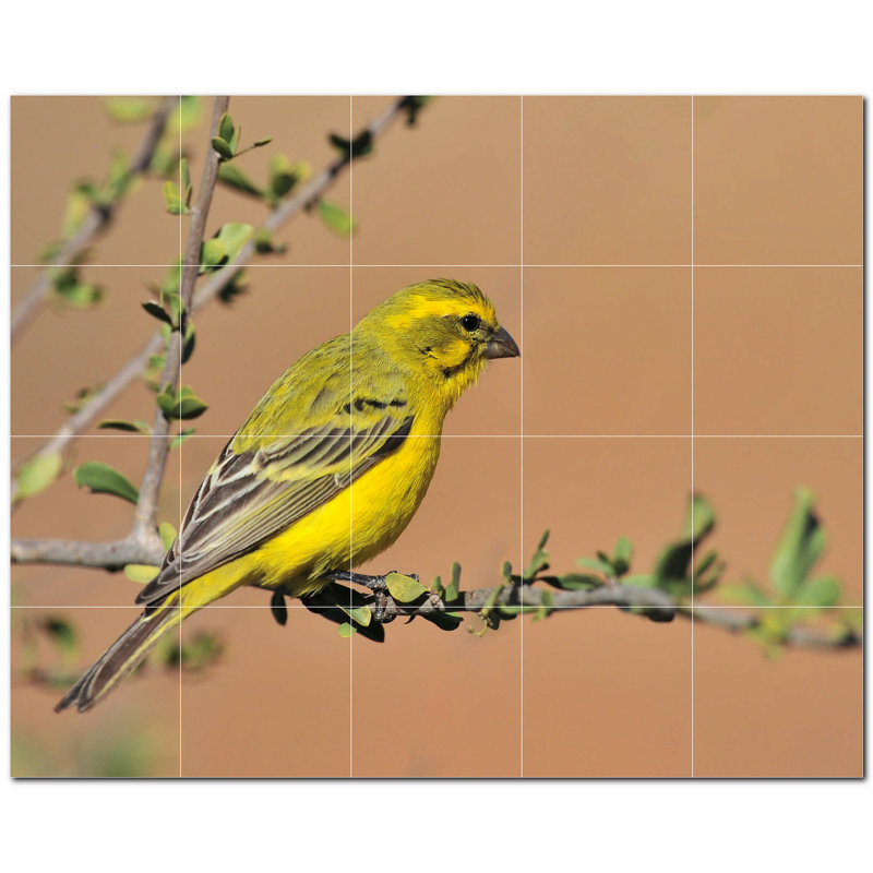 Photo d'oiseau 6 x 6