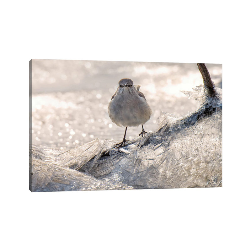Jay On Ice by David Gardiner - Wrapped Canvas Print, 30.48cm H x 45.72cm W