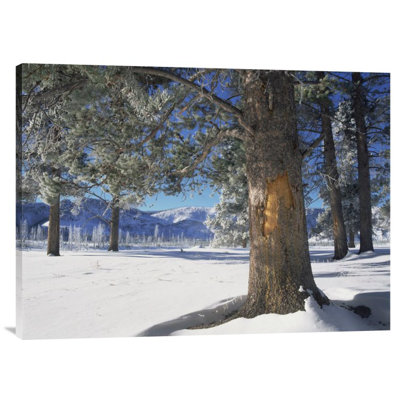 " Winter " Print