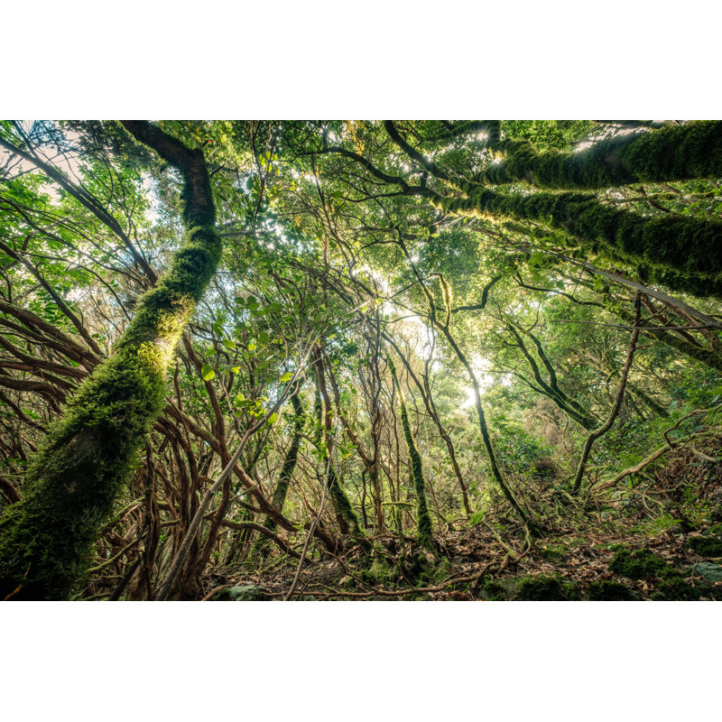 Farmingville Anaga Cloud Forest - Wrapped Canvas Print, 30cm H x 46cm W x 3.8cm D