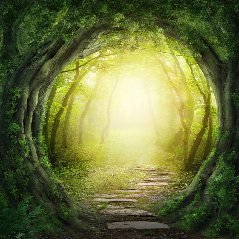 Magic Forest - Wrapped Canvas Print, 122cm H x 122cm W x 3.8cm D
