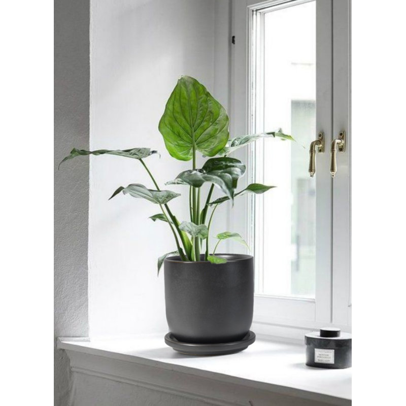 Hobbes Ceramic Pot Planter