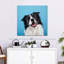 Crowle Happy Border Collie-111896723