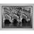 Zebra Drinking - Single Picture Frame Art Print-1553501102-1558368711