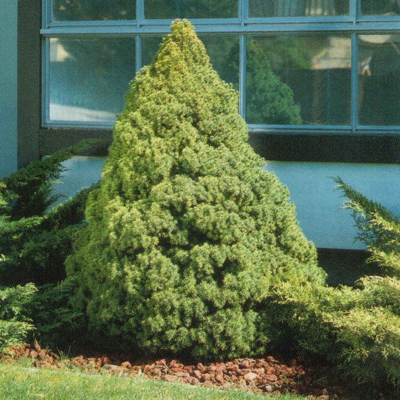 2.5 Quart Dwarf Alberta Spruce Tree