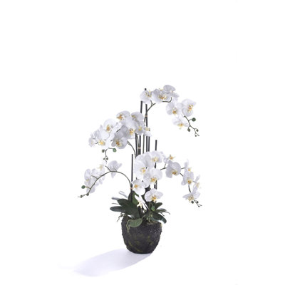Orchids Arrangement in Pot
