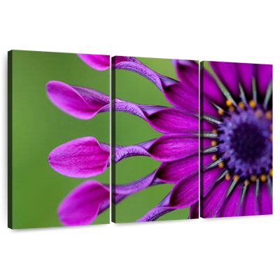 Marguerite mauve exotique Harnek