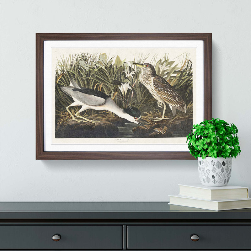 Night Heron by John Audubon - Framed Print, 27cm H x 36cm W x 2cm D, Walnut Framed