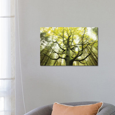 The Dreamtree by Stefan Hefele - Wrapped Canvas Print