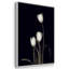 Tulipe Pose I-91891672-91891670