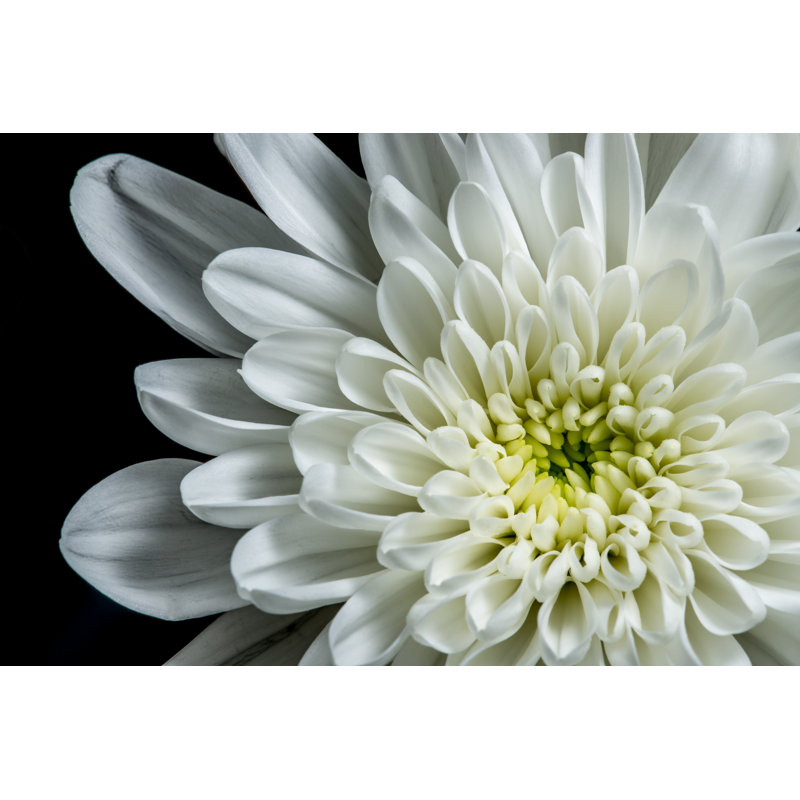 White Dahlia - Wrapped Canvas Print, 30cm H x 46cm W